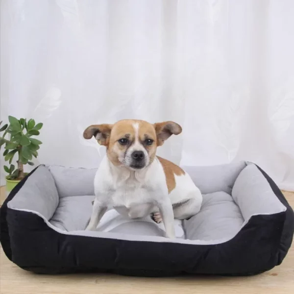 Dog bed famous